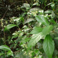 Blachia umbellata (Willd.) Baill.